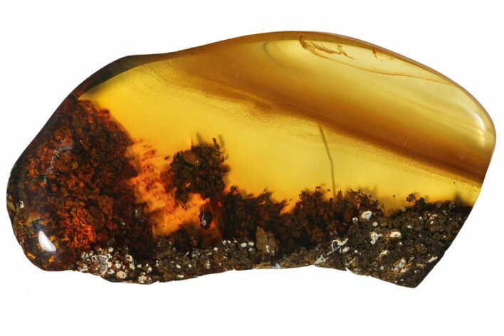 Polished Chiapas Amber ( g) - Mexico #114882